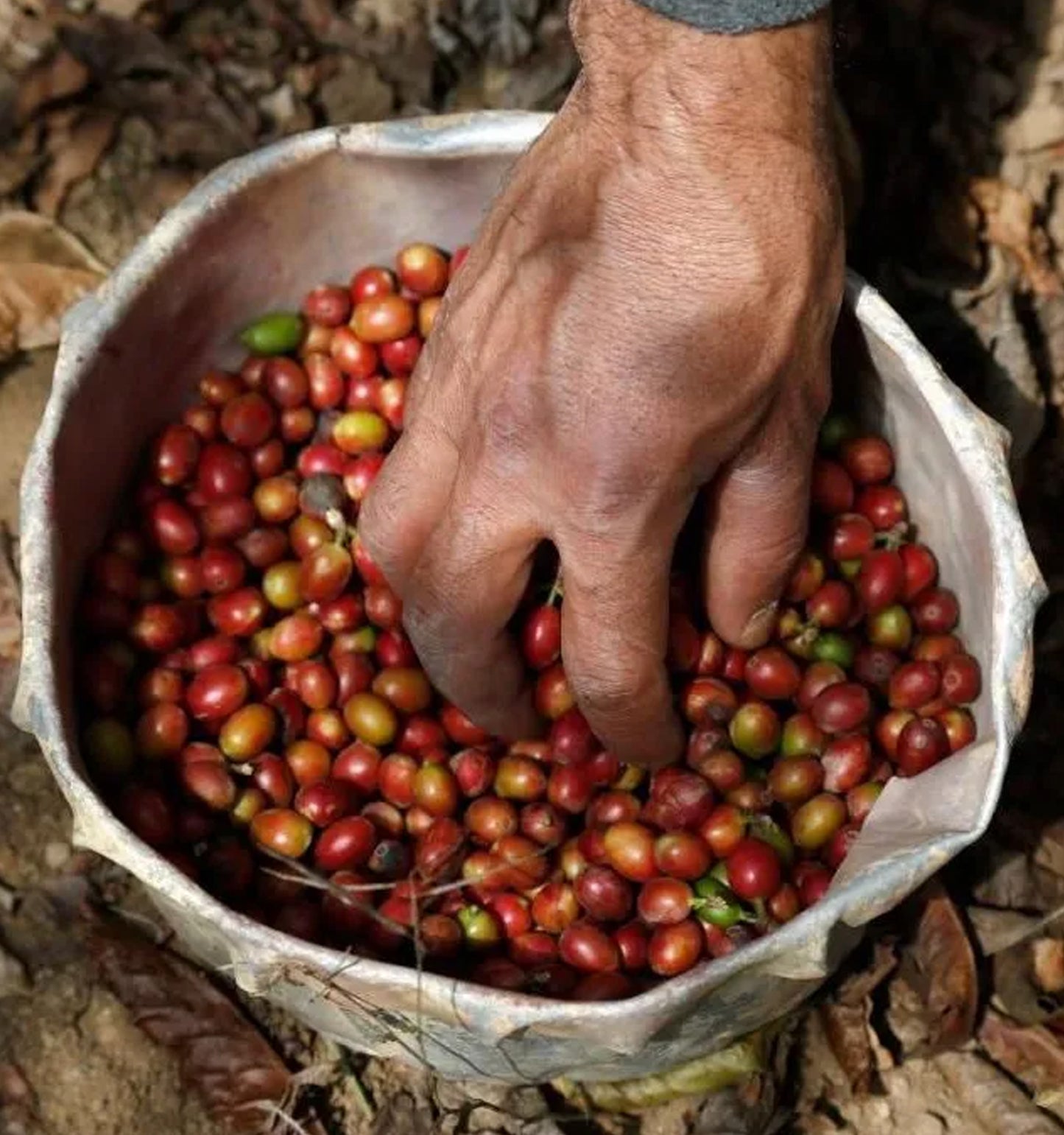 Al- Khawlani Ground Coffee Yemen (A+ Grade)